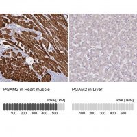 Anti-PGAM2 antibody produced in rabbit 