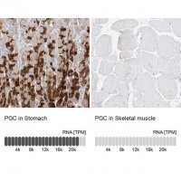Anti-PGC antibody produced in rabbit 