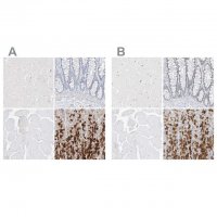 Anti-PGC antibody produced in rabbit 