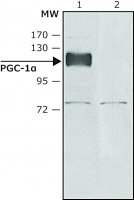 Anti-PGC-1(N-terminal) antibody produced in rabbit SAB4200226-200UL