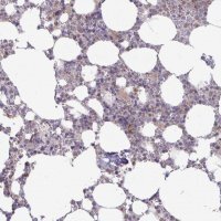 Anti-PGLYRP1 antibody produced in rabbit 