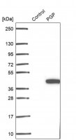 Anti-PGP antibody produced in rabbit 