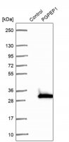 Anti-PGPEP1 antibody produced in rabbit 