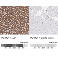 Anti-PGRMC1 antibody produced in rabbit 