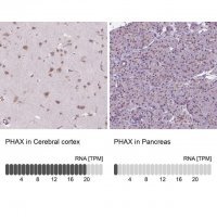 Anti-PHAX antibody produced in rabbit 