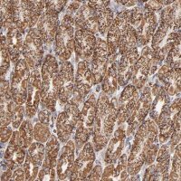 Anti-PHB antibody produced in rabbit 