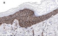 Anti-phos-AMPK (Thr172) Antibody, clone 5J23 , ZooMAb� Rabbit Monoclonal 