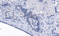 Anti-phospho-eIF-2-Ser51 Antibody, clone 4N22 ZooMAb� Rabbit Monoclonal 