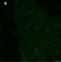 Anti-phospho-TrkB (Tyr816) Antibody, clone 2C21 ZooMAb� Rabbit Monoclonal 