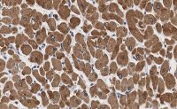 Anti-Phospholamban Antibody, clone 4J16 , ZooMAb� Rabbit Monoclonal 