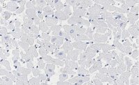 Anti-Phospholamban Antibody, clone 4J16 , ZooMAb� Rabbit Monoclonal 