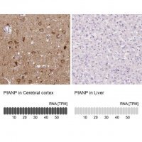 Anti-PIANP antibody produced in rabbit 