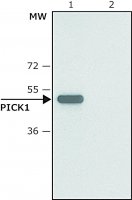 Anti-PICK1 (C-terminal) antibody produced in rabbit SAB4200463-200UL