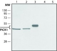 Anti-PICK1 (C-terminal) antibody produced in rabbit SAB4200463-200UL