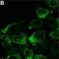 Anti-PIEZO2 Antibody, clone 1H10 ZooMAb® Rabbit Monoclonal