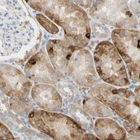 Anti-PIGR antibody produced in rabbit 