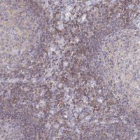 Anti-PIK3CD antibody produced in rabbit 