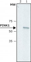 Anti-PINK1 (N-terminal) antibody produced in rabbit 
