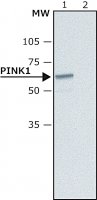 Anti-PINK1 antibody produced in rabbit