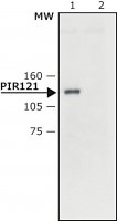 Anti-PIR121 antibody produced in rabbit
