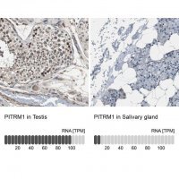 Anti-PITRM1 antibody produced in rabbit HPA006753-100UL