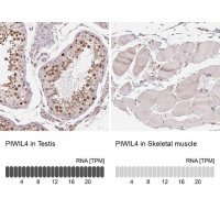 Anti-PIWIL4 antibody produced in rabbit