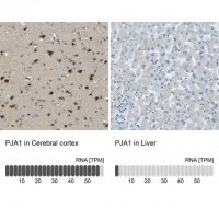 Anti-PJA1 antibody produced in rabbit