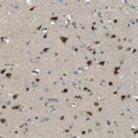 Anti-PJA1 antibody produced in rabbit
