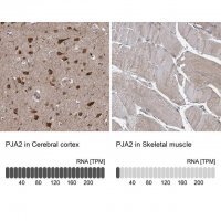 Anti-PJA2 antibody produced in rabbit 