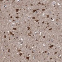 Anti-PJA2 antibody produced in rabbit 