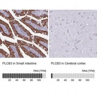 Anti-PLCB3 antibody produced in rabbit