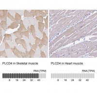 Anti-PLCD4 antibody produced in rabbit 
