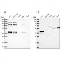 Anti-PLEKHA3 antibody produced in rabbit