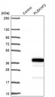 Anti-PLEKHF2 antibody produced in rabbit 