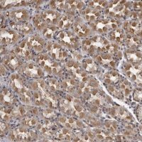 Anti-PLEKHF2 antibody produced in rabbit 