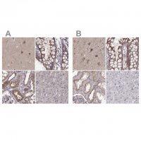 Anti-PLEKHG3 antibody produced in rabbit 