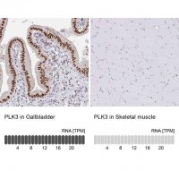 Anti-PLK3 antibody produced in rabbit