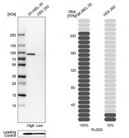 Anti-PLOD3 antibody produced in rabbit HPA001236-100UL