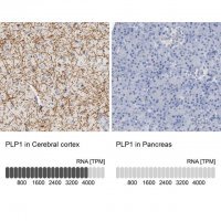 Anti-PLP1 antibody produced in rabbit