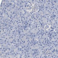 Anti-PLP1 antibody produced in rabbit