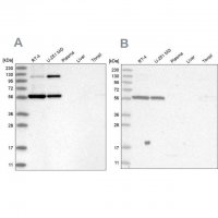 Anti-PLRG1 antibody produced in rabbit 