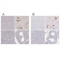 Anti-PMCH antibody produced in rabbit