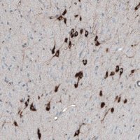 Anti-PMCH antibody produced in rabbit