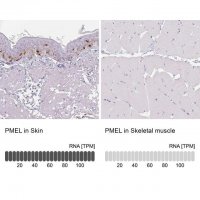 Anti-PMEL antibody produced in rabbit HPA031649-100UL