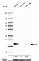 Anti-PNKD antibody produced in rabbit 