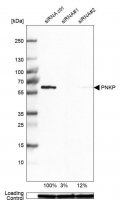 Anti-PNKP antibody produced in rabbit