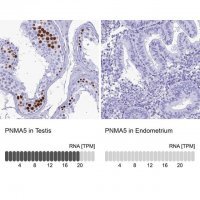Anti-PNMA5 antibody produced in rabbit 