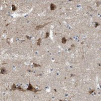 Anti-PNMAL1 antibody produced in rabbit 