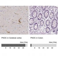 Anti-PNOC antibody produced in rabbit 