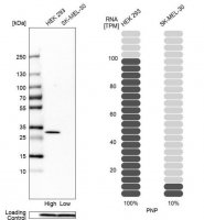 ANTI-PNP antibody produced in rabbit 
